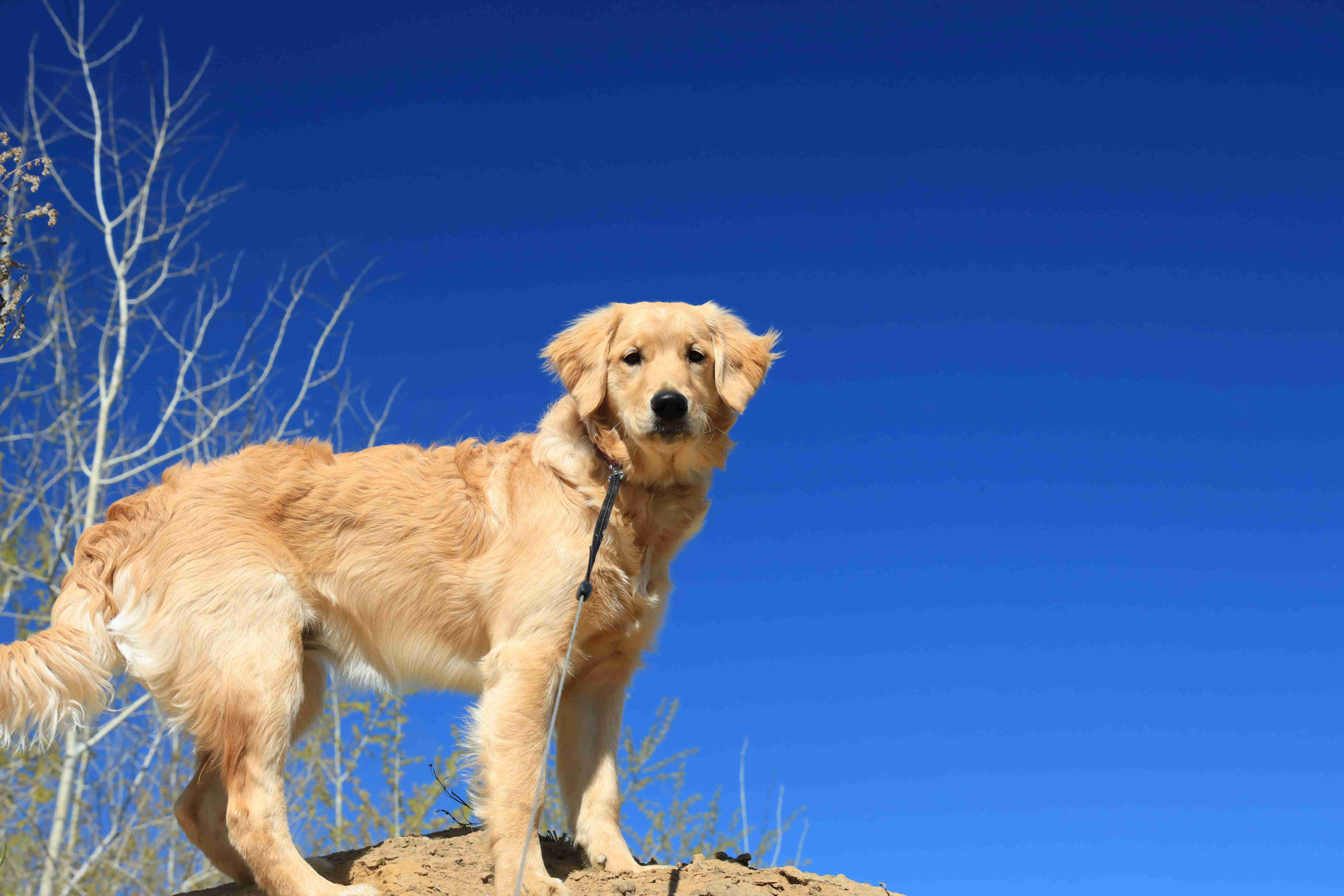 How can I prevent my Golden Retriever from digging in the yard?